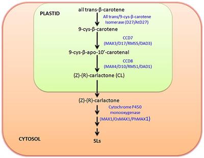 The Role of Strigolactones and Their Potential Cross-talk under Hostile Ecological Conditions in Plants